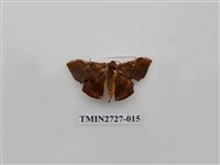 藏品(尺蛾282)的圖片